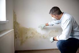 Why You Should Choose Our Mold Remediation Services in Bolindale, OH